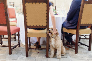 Dog-Friendly Restaurants in NYC